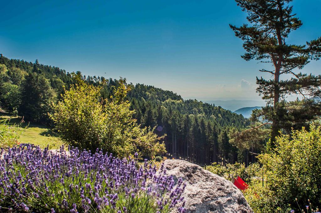 Les Gites D'Adelspach Gites & Spa En Alsace Aubure Экстерьер фото
